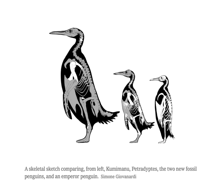 diagram of three penguin skeletons