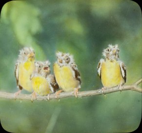 Four young American Goldfinches on a branch.
