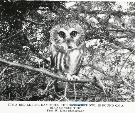 Black and white image of the Saw-whet Owl in 1959