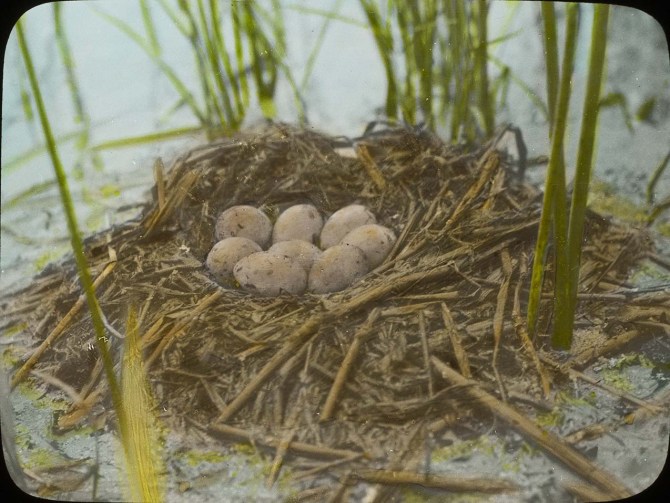 Colored image of an Eared Grebe nest