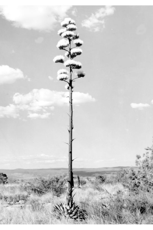 Black and white image of Parry's Agave in the Prescott National Forest