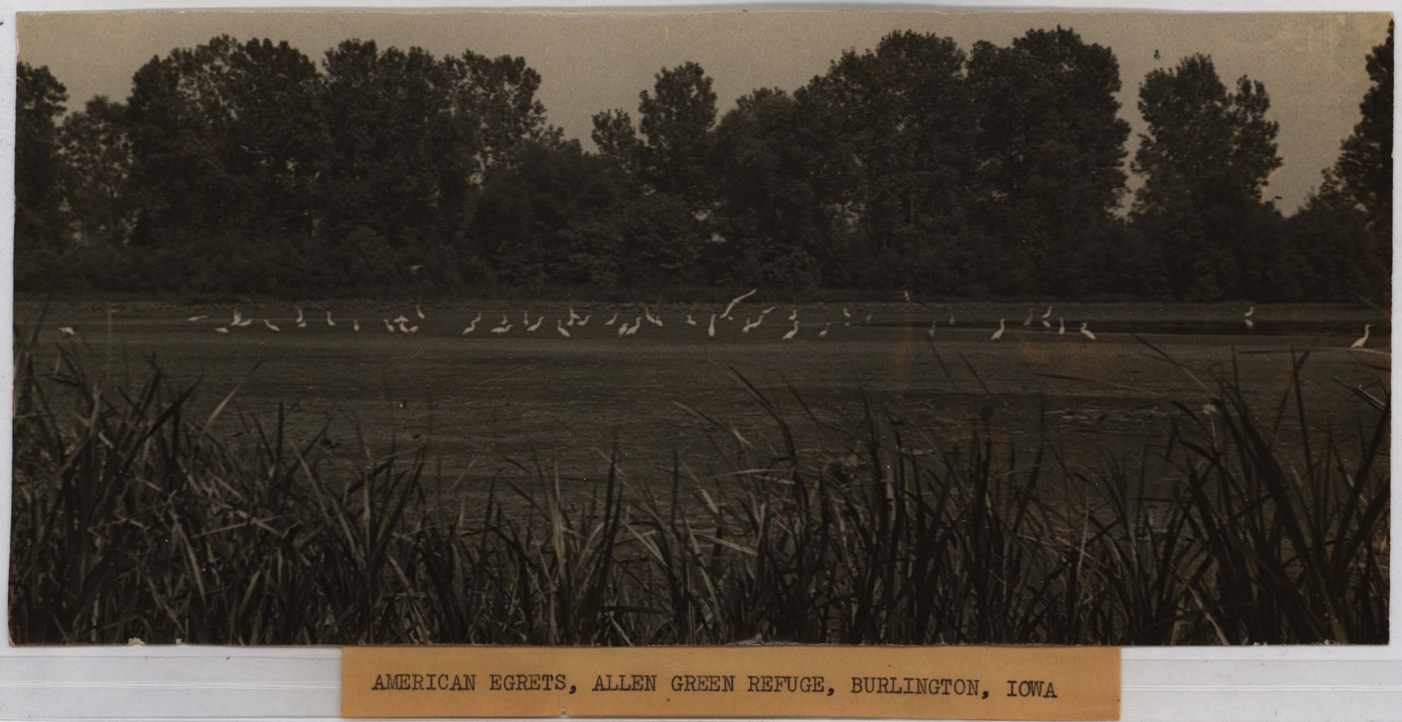 Image of American Egrets at the Allen Green Refuge