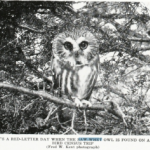Black and white image of the Saw-whet Owl