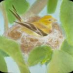 Colored drawing of an American Goldfinch in their nest