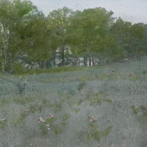 Color image of a field with trees in back